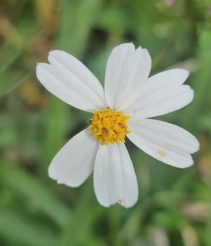 Staying Alive Flower Barb Herrera